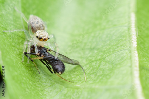 Close up Jumping spider eating fly