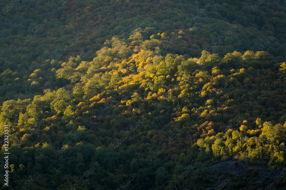 Obraz premium Hyrcania Forest, Mazandaran, Iran