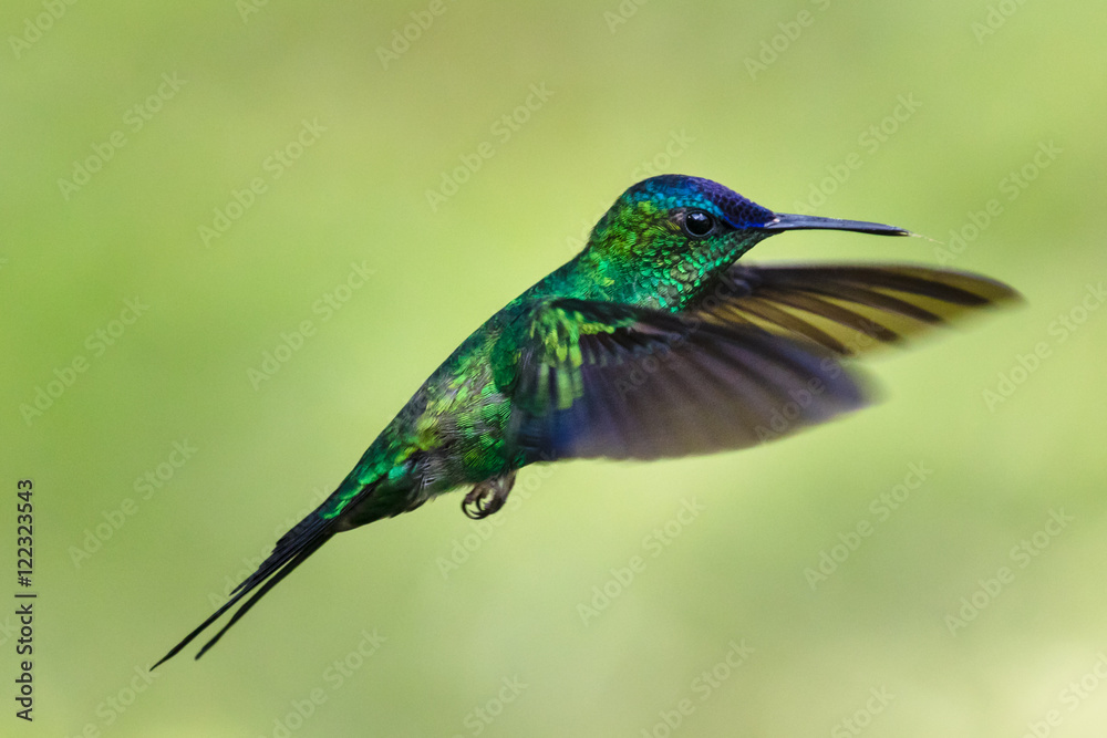 Obraz premium Violet-capped Woodnymph