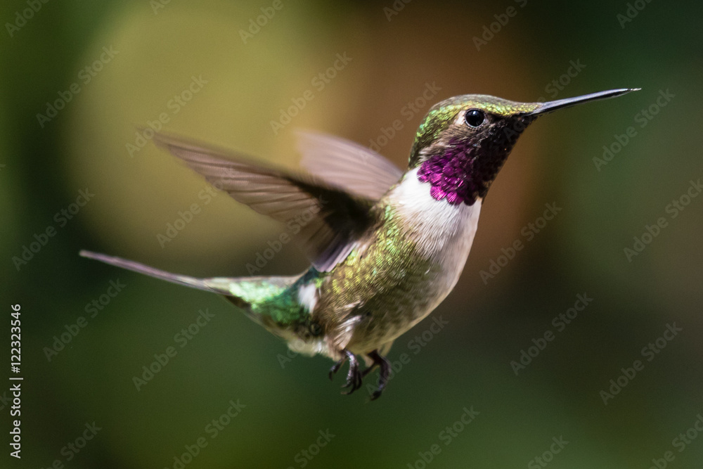 Obraz premium Amethyst Woodstar (Calliphlox amethystina)