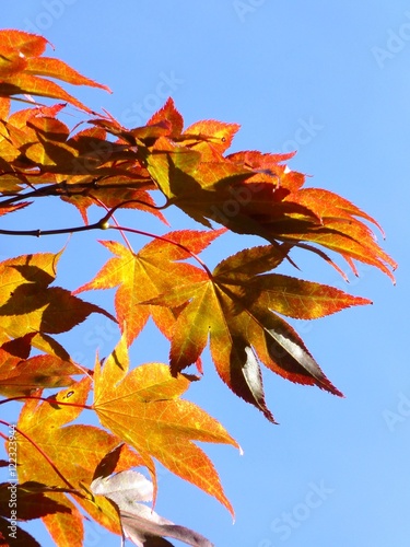 Japanese acer leaves backlit by autumn sunshine  seen against a clear blue sky