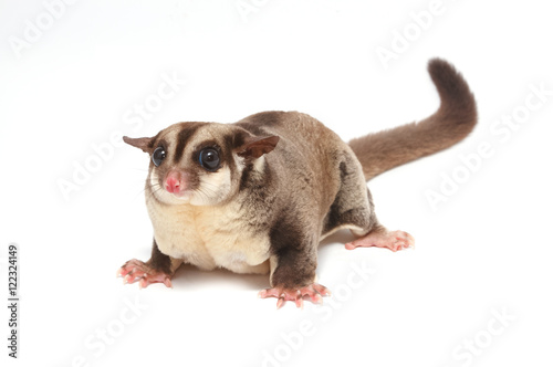Closeup of female sugar glider standing on the floor isolate on white