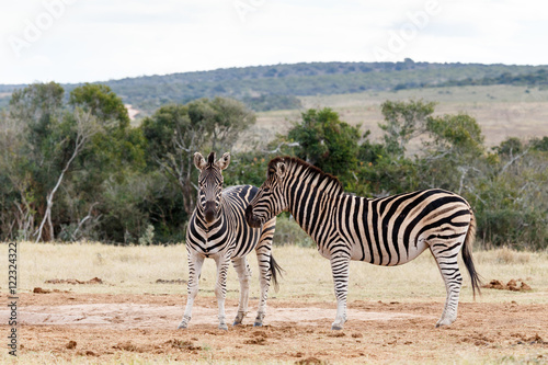 Look That Way - Burchell's Zebra