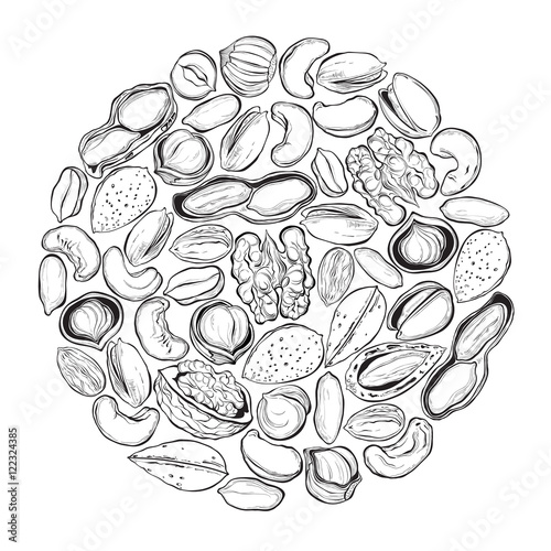 Nuts. Vector illustration in the circle. Sketch, outline drawing