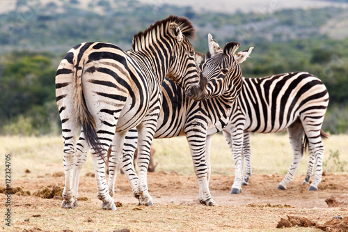 Kiss The Girl - Burchell's Zebra