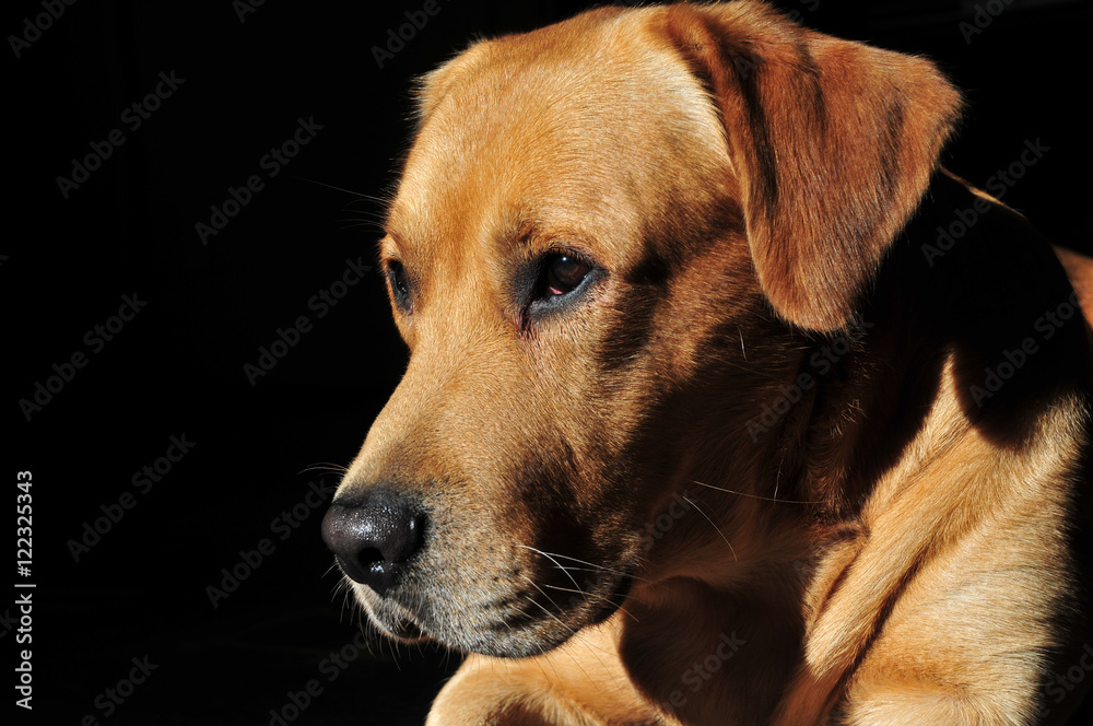 Golden Labrador Retriever portrait at dark background