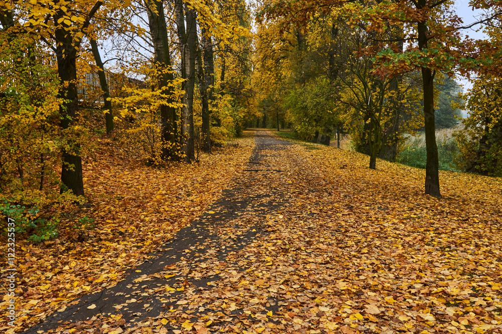 Falling leaves and alley in autumn park in Poland.