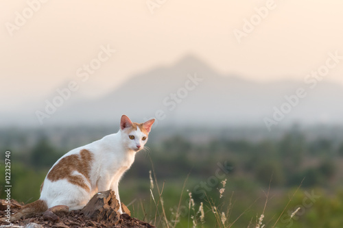 Cat sitting on the mound soil and looking,landscape mountain background © max_play