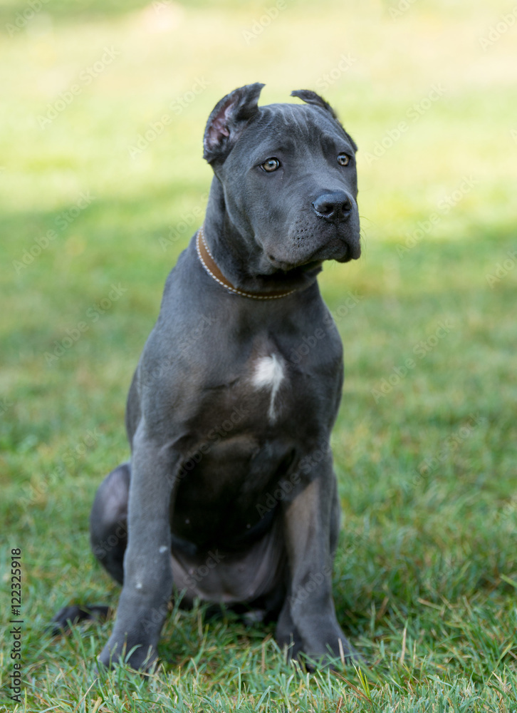 Young Amazing Cane Corso on the grass .Selective focus on the do