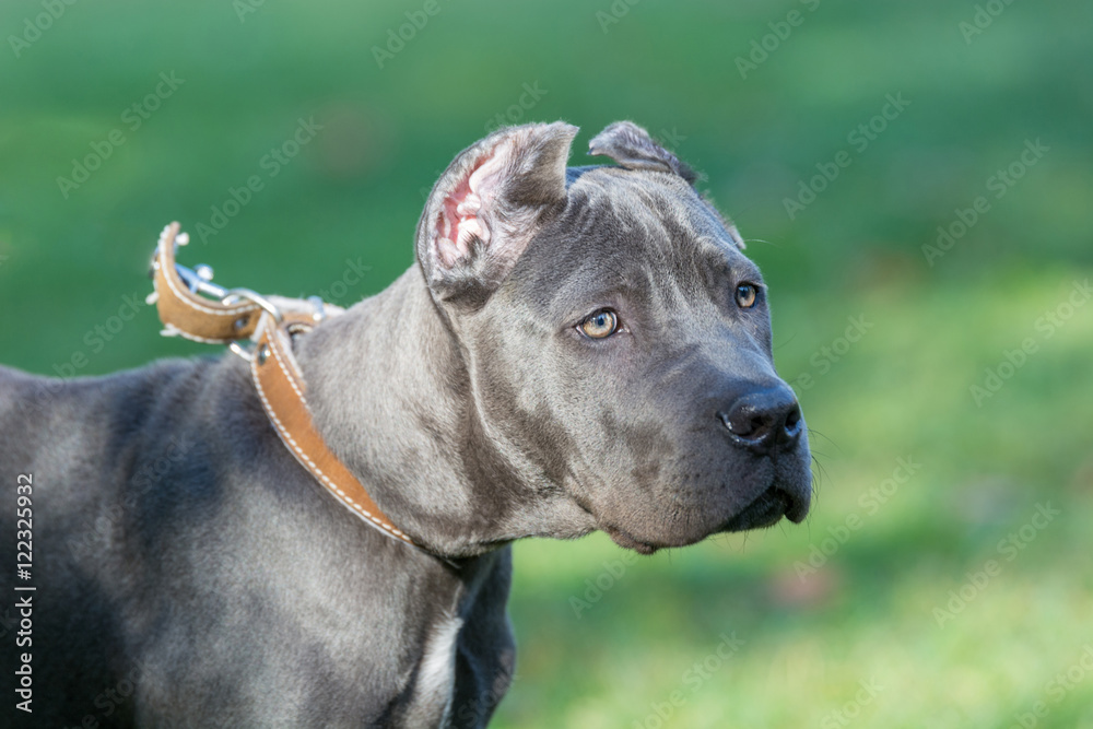 Cane Corso Female Puppy Standing On Green Grass Outdoor