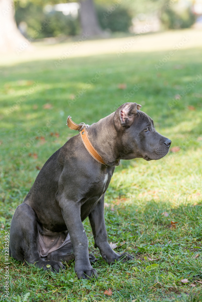 Cane Corso Female Puppy Standing On Green Grass Outdoor Cane Corso Female Puppy Standing On Green Grass Outdoor