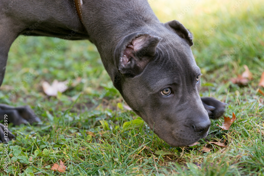 Cane Corso Female Puppy Sniffing