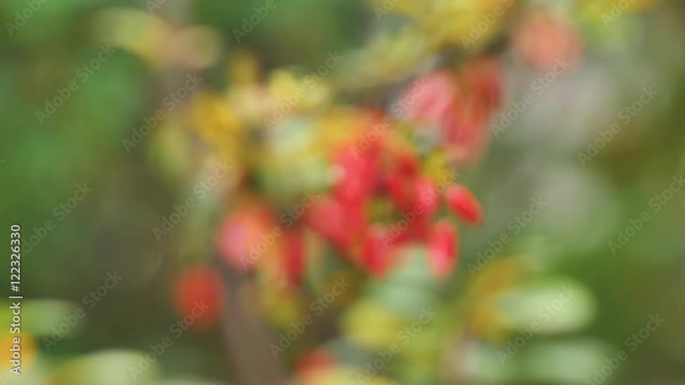 Berberis is a large genus of deciduous and evergreen shrubs from 15 m tall found throughout the temperate and subtropical regions of the world (apart from Australia). Berberis is a large genus of deciduous and evergreen shrubs from 15 m tall found throughout the temperate and subtropical regions of the world (apart from Australia).