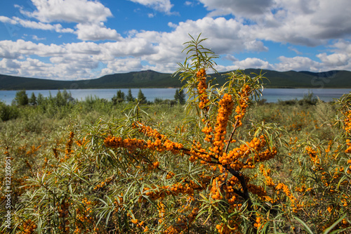sea buckthorn branches with cloud sky and lake in background in Burabai Nature National park, Kazakhstan