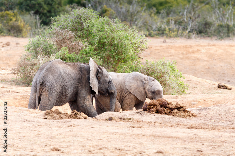 Come Play With Me - African Bush Elephant Come Play With Me - African Bush Elephant