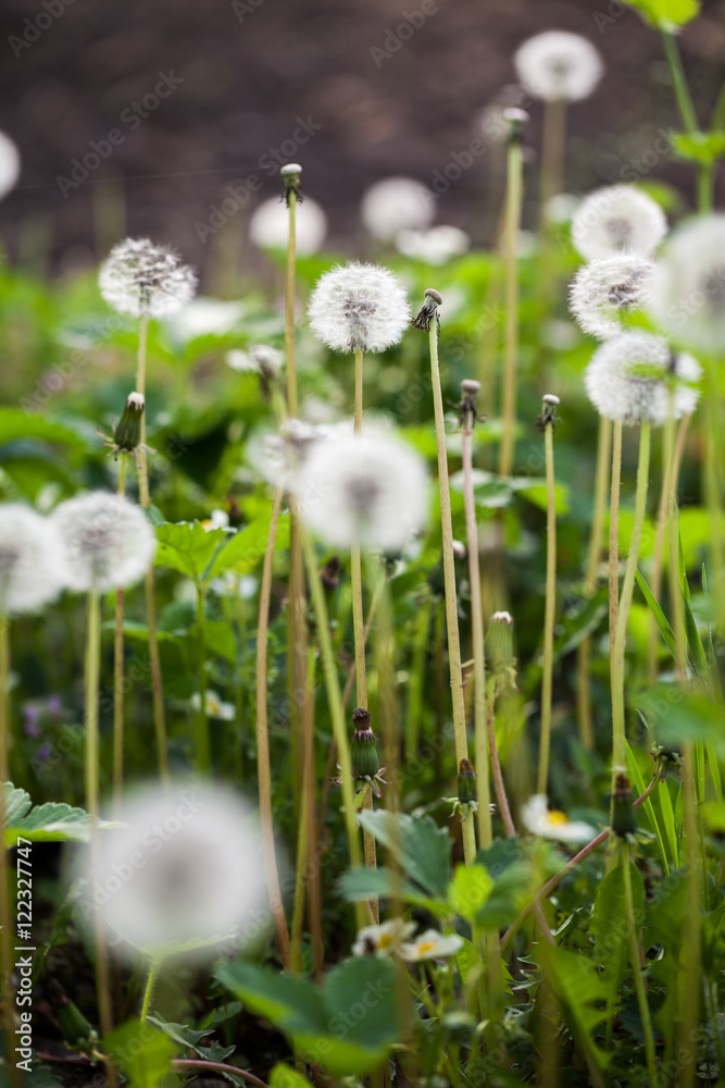 Dandelion seeds with natural background Dandelion seeds with natural background