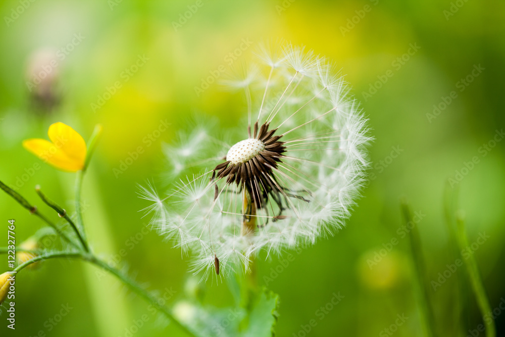 Fototapeta premium Dandelion seeds with natural background