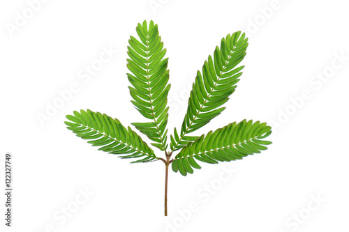 Sensitive plant on white background. (mimosa pudica plant)