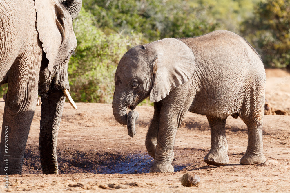 Fototapeta premium Trunk Twist - African Bush Elephant