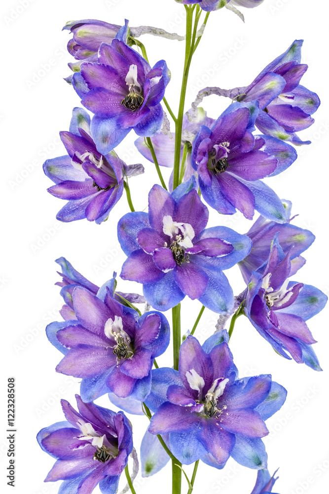 Flower of Delphinium (Larkspur), isolated on white background Flower of Delphinium (Larkspur), isolated on white background