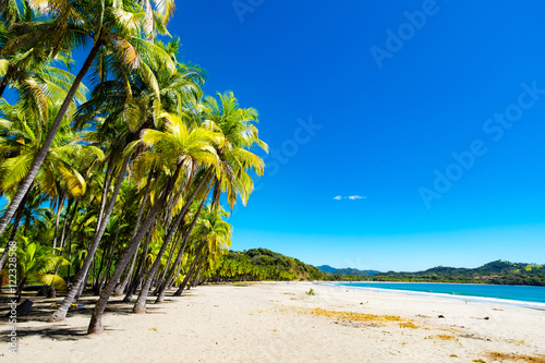 Palms at the beach in Puerto Carrillo, Costa Rica in opposite light. Puerto Carrillo is a small village at the Pacific Coast on the Peninsula Nicoya. photo