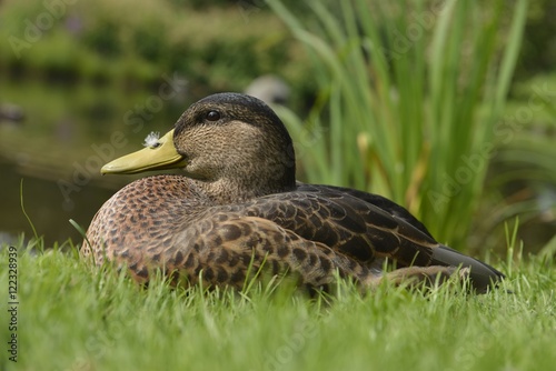 Mallard photo