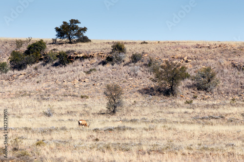 A Buck In The Field - Cradock Landscape