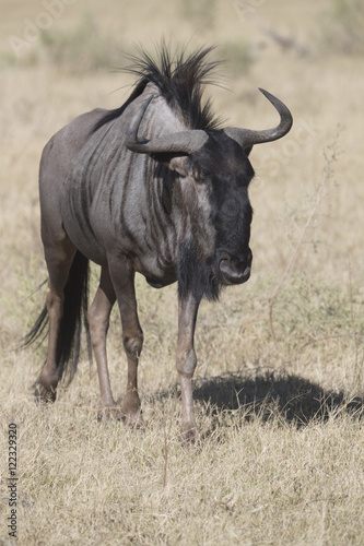 Blue Wildebeest in Botswana Africa © Dennis Donohue