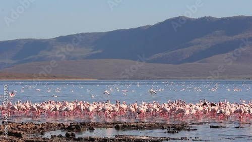 Flamingo Birds. Lake Bogoria, Kenya, African Great Rift Valley