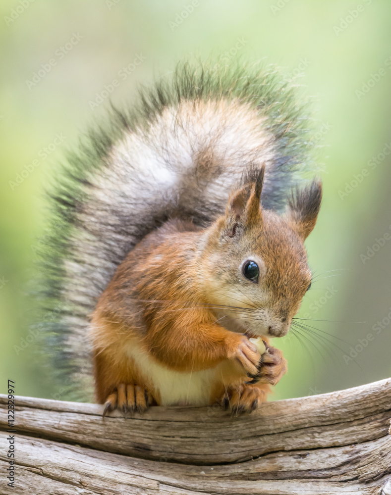 Squirrel Squirrel