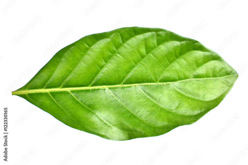 Obraz premium great morinda leaf on white background, Indian mulberry, noni, beach mulberry, cheese fruit