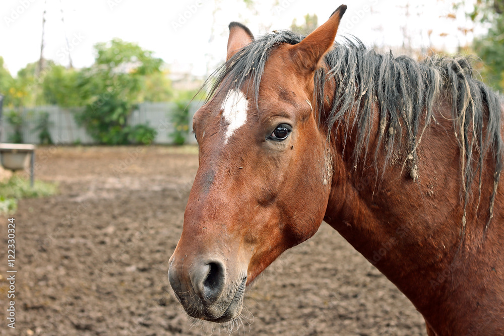 Obraz Portret konia ciężko pracuje w polu