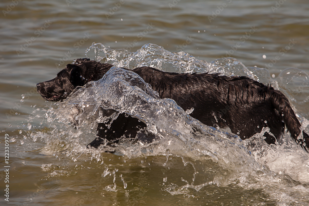 Obraz premium Seehund