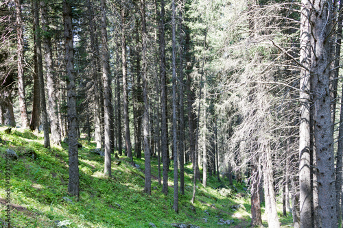 forest in the mountains