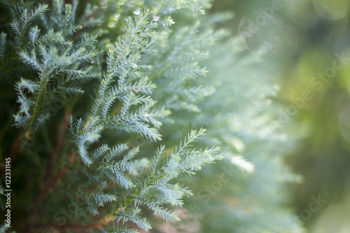 Blurred leaf pine background