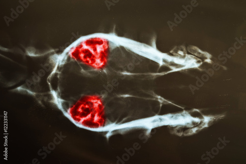 x ray for head dog have red marker