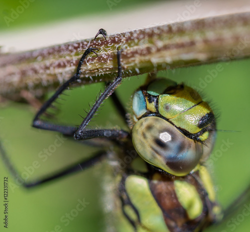 Dragonfly head photo