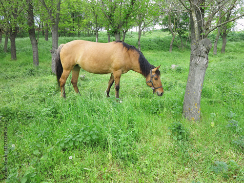 Brown horse in a green forest in summer day