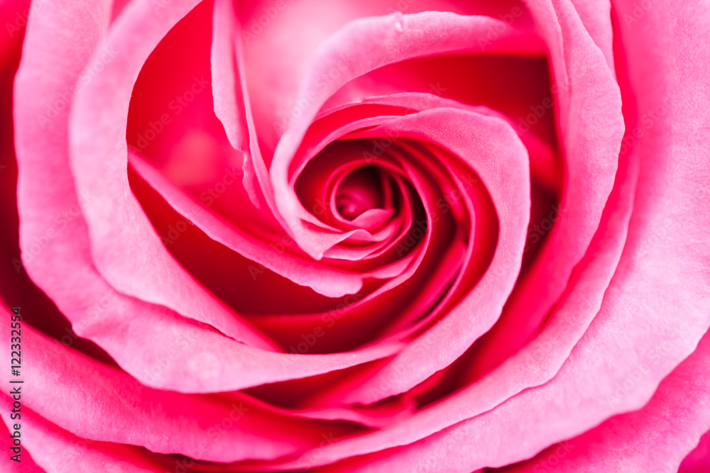 Colorful, beautiful, delicate rose details Colorful, beautiful, delicate rose details