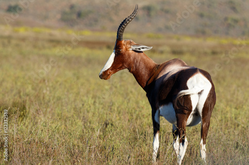 Bontebok Looking Stoned photo