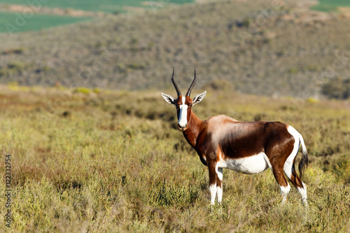 Bontebok in the Field Looking Perfect photo