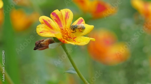 bee gathers pollen with is flower1