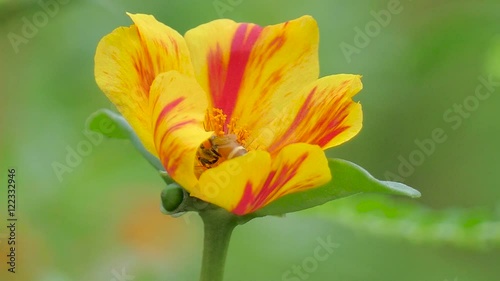 Bee gathering pollen1