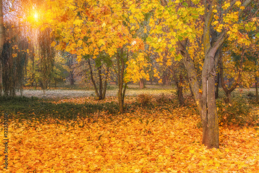 Beautiful autumn scene. Colorful foliage in the park.