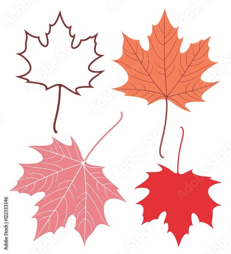 Maple leaf
