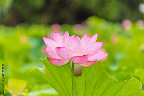 The Lotus Flower.Background is the lotus leaf and lotus flower and lotus bud and tree.