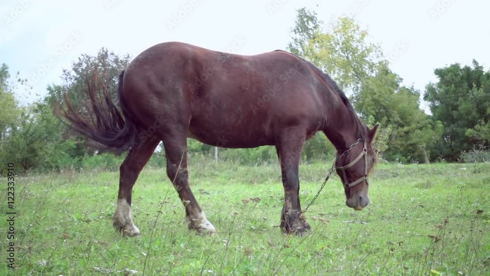 Close up of black horse grazing on green grass field in the countryside background in slow motion. Beautiful animal nature in village. Close up of black horse grazing on green grass field in the countryside background in slow motion. Beautiful animal nature in village.