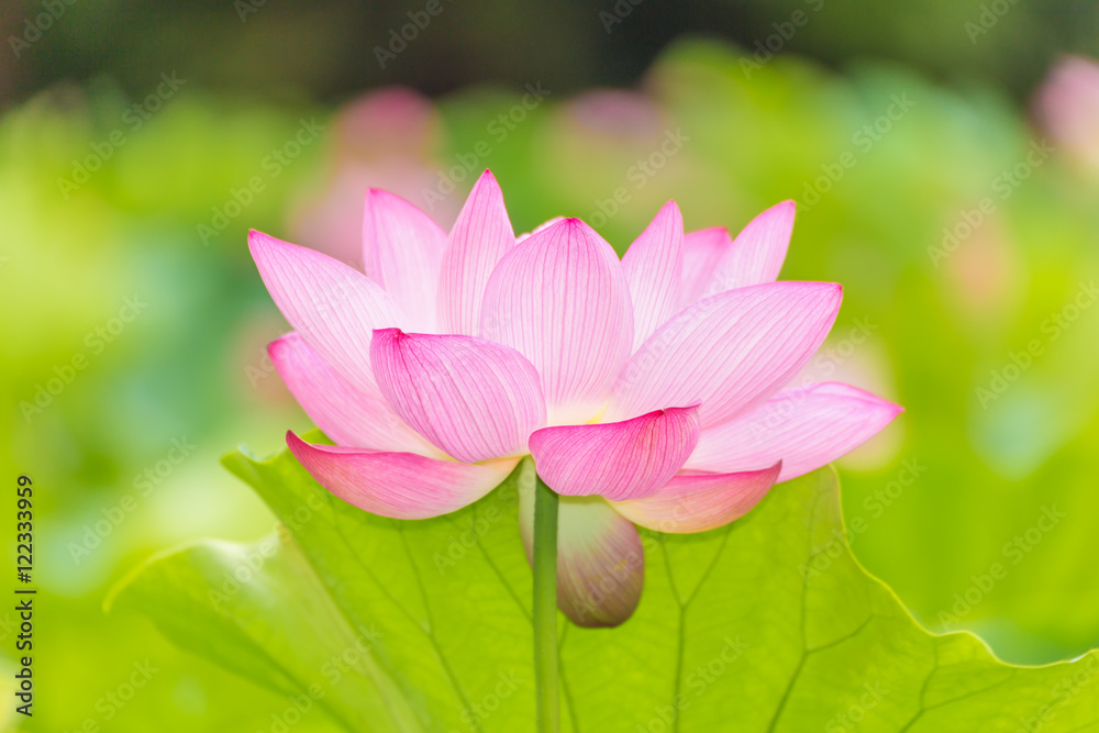The Lotus Flower.Background is the lotus leaf and lotus flower and lotus bud and tree. The Lotus Flower.Background is the lotus leaf and lotus flower and lotus bud and tree.