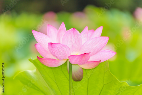 The Lotus Flower.Background is the lotus leaf and lotus flower and lotus bud and tree.