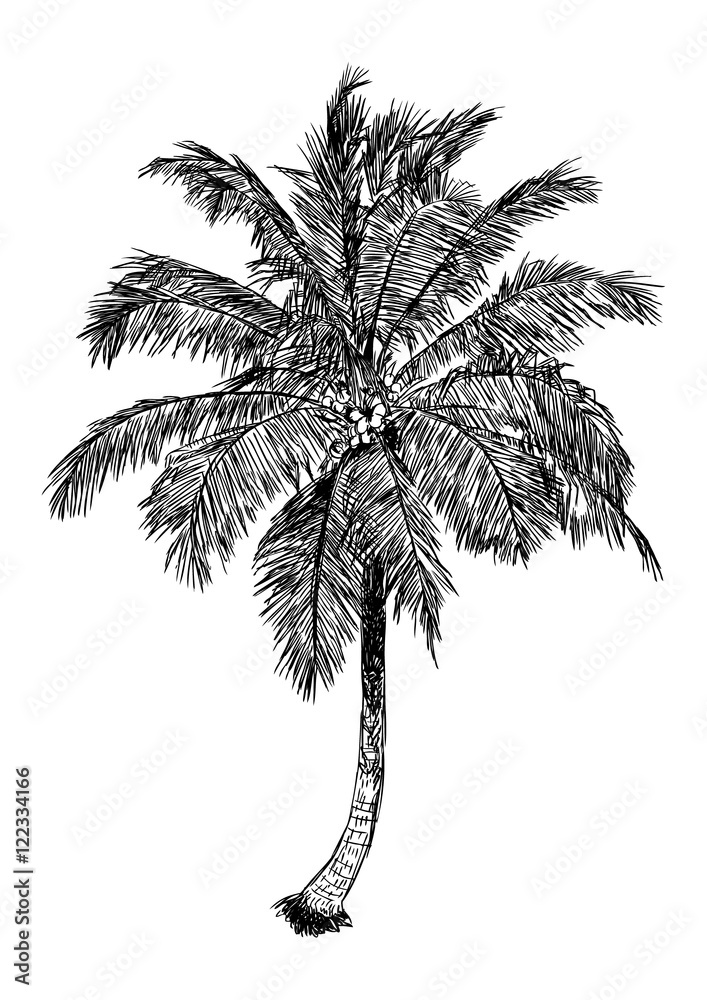 Hand Drawn Illustration Of Coconut Tree Sketch Of Palm Tree Stock Vector Adobe Stock Hand Drawn Illustration Of Coconut Tree Sketch Of Palm Tree Stock Vector Adobe Stock